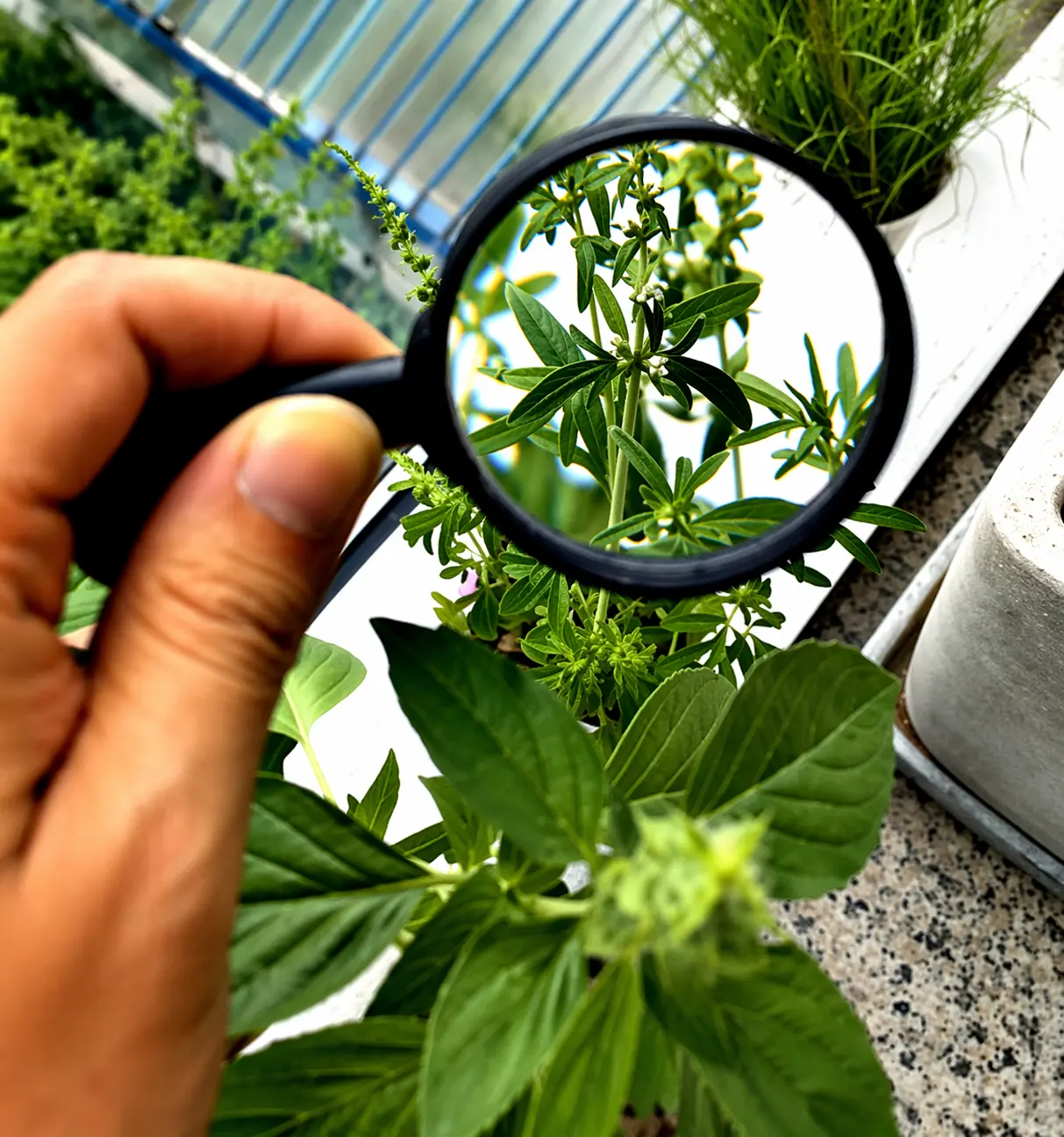 Botany program